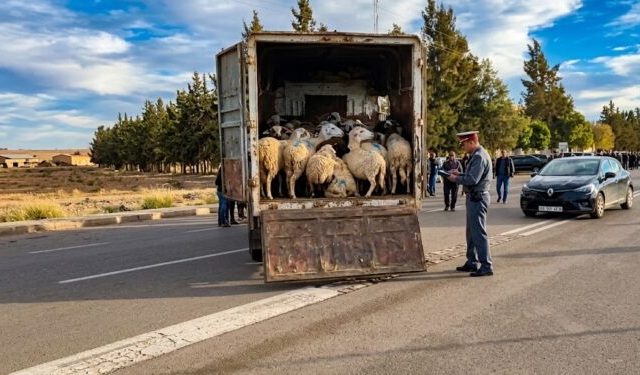 وجدة.. الدرك الملكي بأنجاد يفك لغز سرقة أزيد من 300 رأس غنم ويعيدها إلى أصحابها