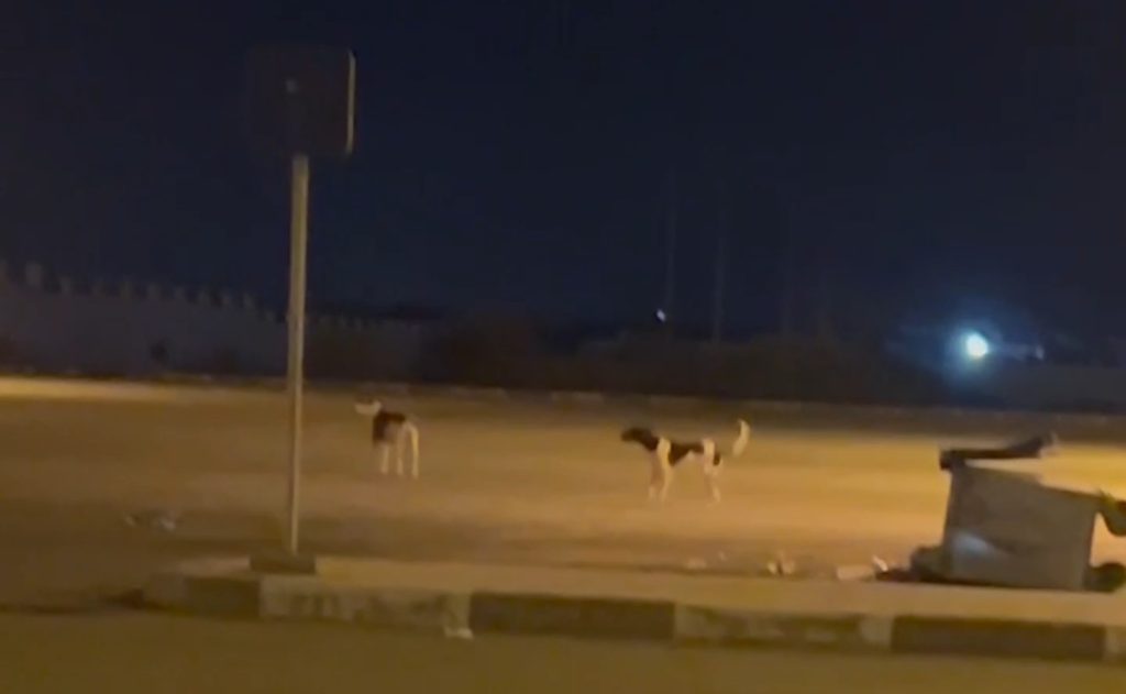 فيديو :الكلاب الضالة تحاصر المستشفى الإقليمي بالدريوش من الداخل والساكنة تشتكي من نباحها ليلا
