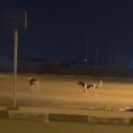 فيديو :الكلاب الضالة تحاصر المستشفى الإقليمي بالدريوش من الداخل والساكنة تشتكي من نباحها ليلا