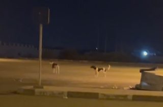 فيديو :الكلاب الضالة تحاصر المستشفى الإقليمي بالدريوش من الداخل والساكنة تشتكي من نباحها ليلا
