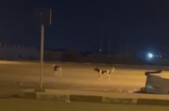 فيديو :الكلاب الضالة تحاصر المستشفى الإقليمي بالدريوش من الداخل والساكنة تشتكي من نباحها ليلا