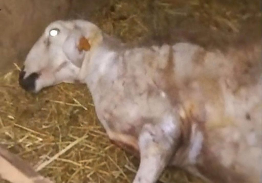 هجوم كلاب ضالة على قطيع أغنام بالعروي يخلّف خسائر كبيرة.. وتحذيرات للكسابة بإقليم الدريوش